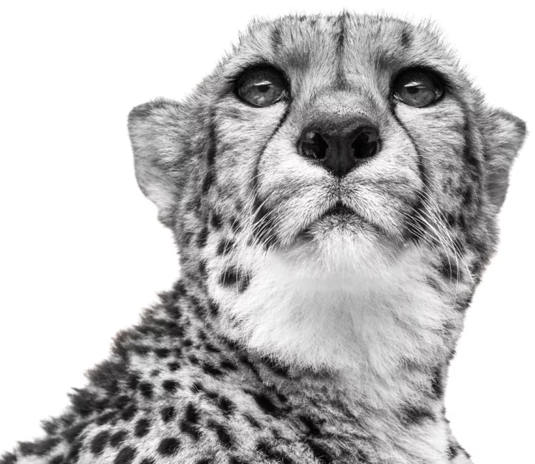 black and white portrait of a cheetah