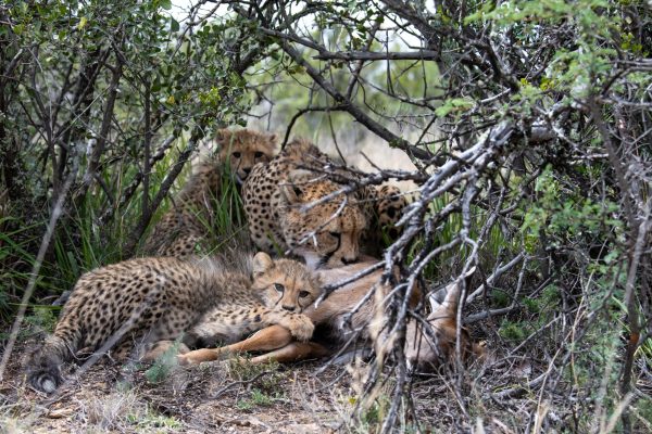 mother and cub cheetah feeding off a buck kill in the bush