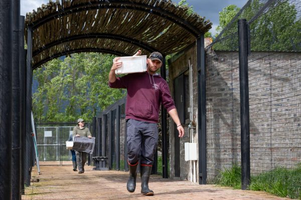 a man in working outfoot carrying cheetah food at the Ashia center