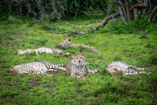 a group of cheetahs resting in green flora