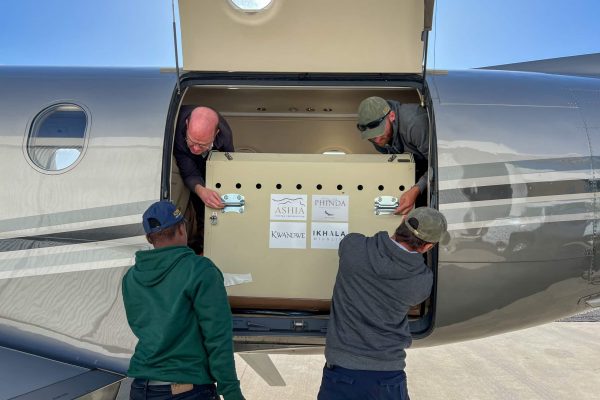 four men working together to move a cheetah transit container out of a small aeroplane door on the runway