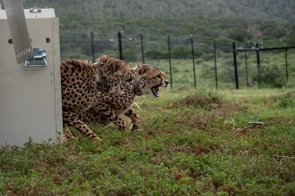 two cheetah running out their rescue box at Ashia center snarling