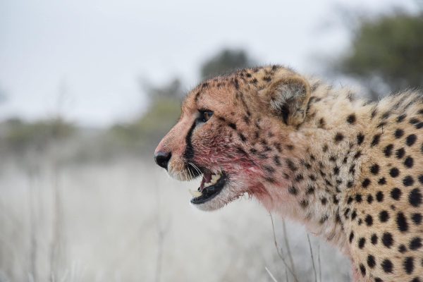 close up side head and shoulder portrait of a cheetah with blood on his mouth