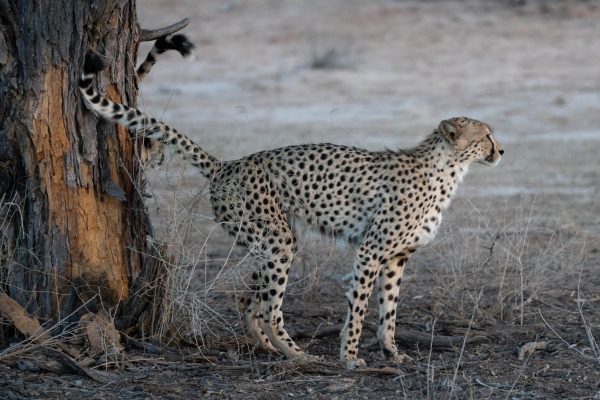 side profile image of a cheetah marking its territory against a tree