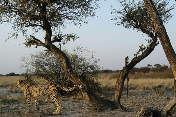 a cheetah walking past a tree