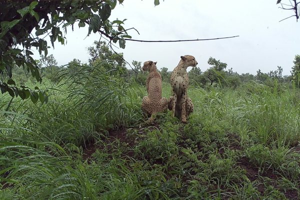 landscape image of two cheetah facing front and back