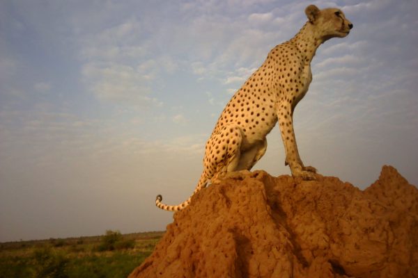 a young cheetah perched on top of an ant hill