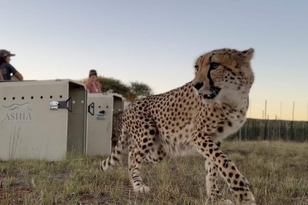 cheetah being released from an ashia cheetah transit box