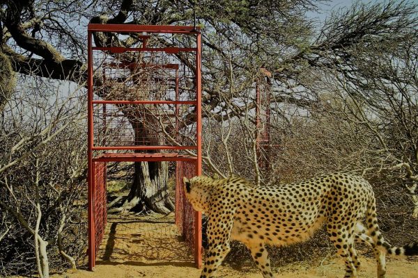 a cheetah investigating a conservation cage in the bush